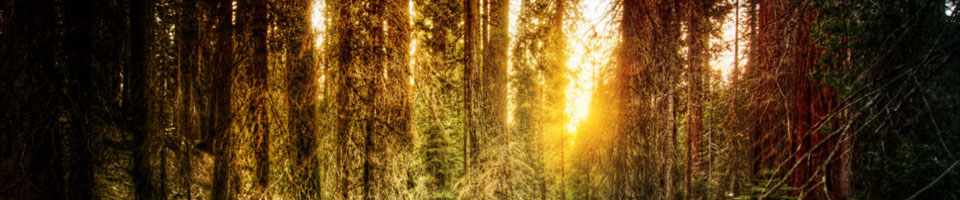 sun through the forest trees